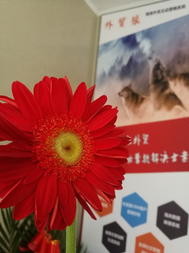 狼的印迹